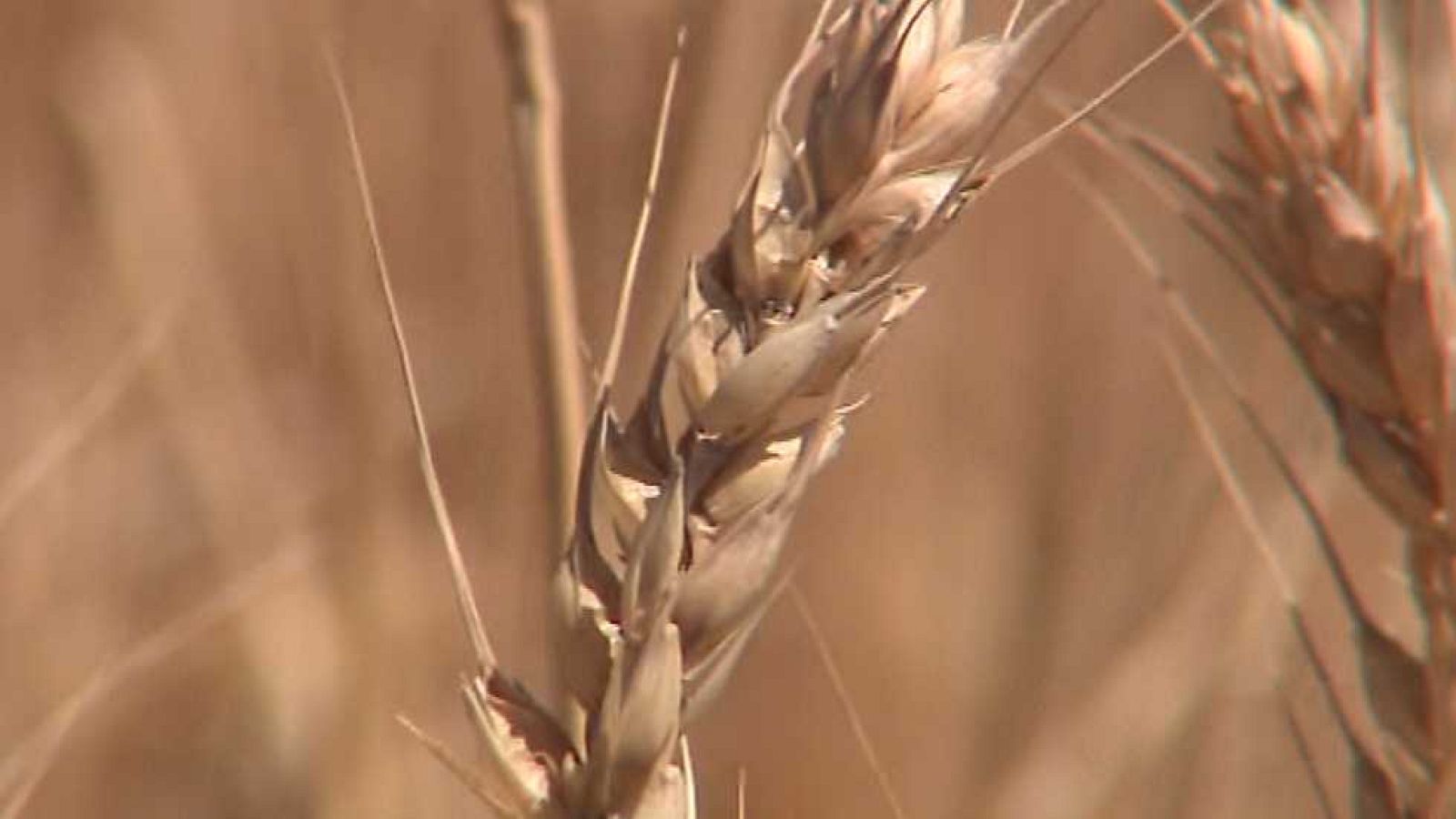 Agrosfera - 27/06/15 - ver ahora