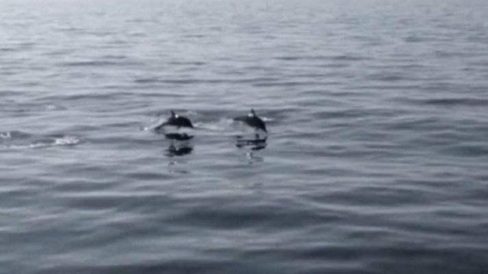 Telediario 1 - La costa vasca es una zona de paso habitual de cetáceos