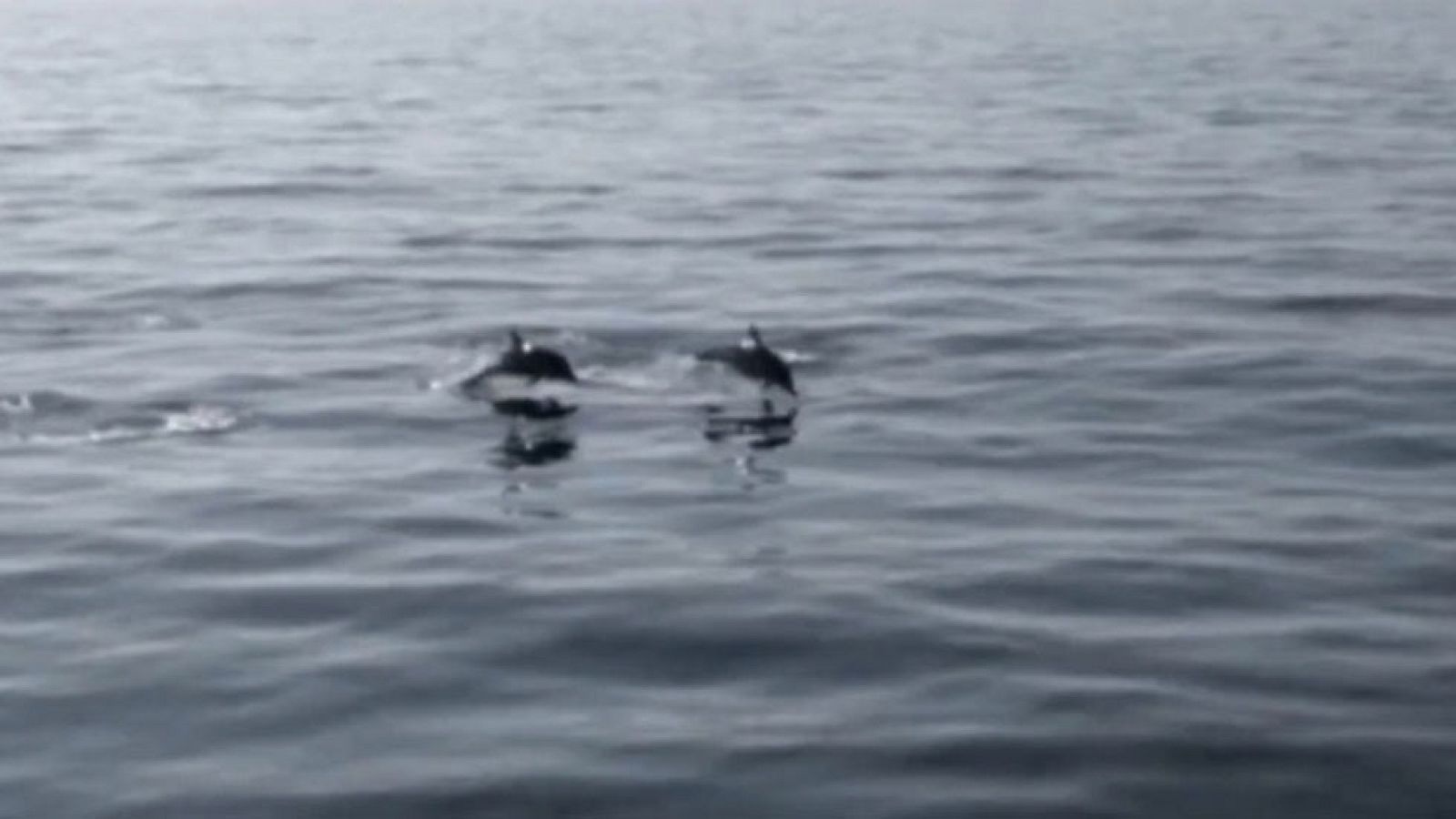 La costa vasca es una zona de paso habitual de cetáceos