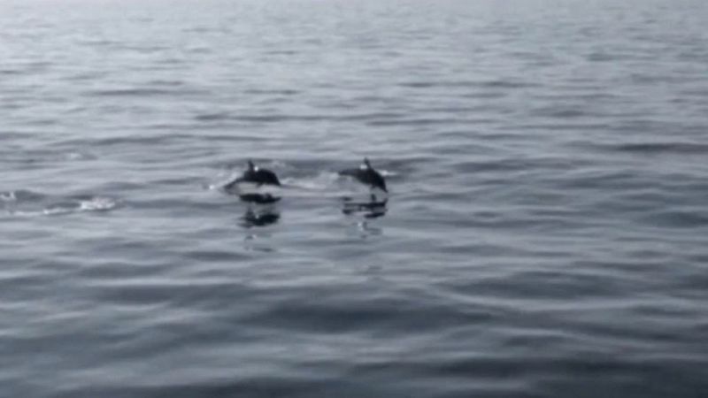 La costa vasca es una zona de paso habitual de cetáceos