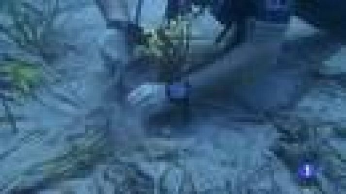 Informatiu Balear - Cultivar posidònia per cultivar el fons marí.