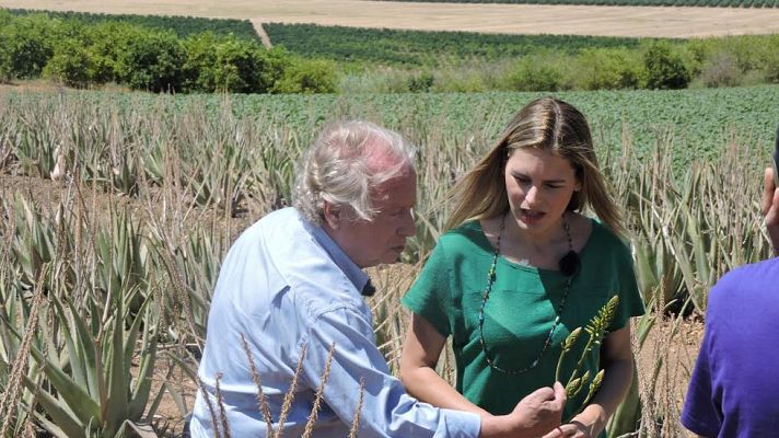 Aquí la Tierra - Las múltiples propiedades del aloe vera