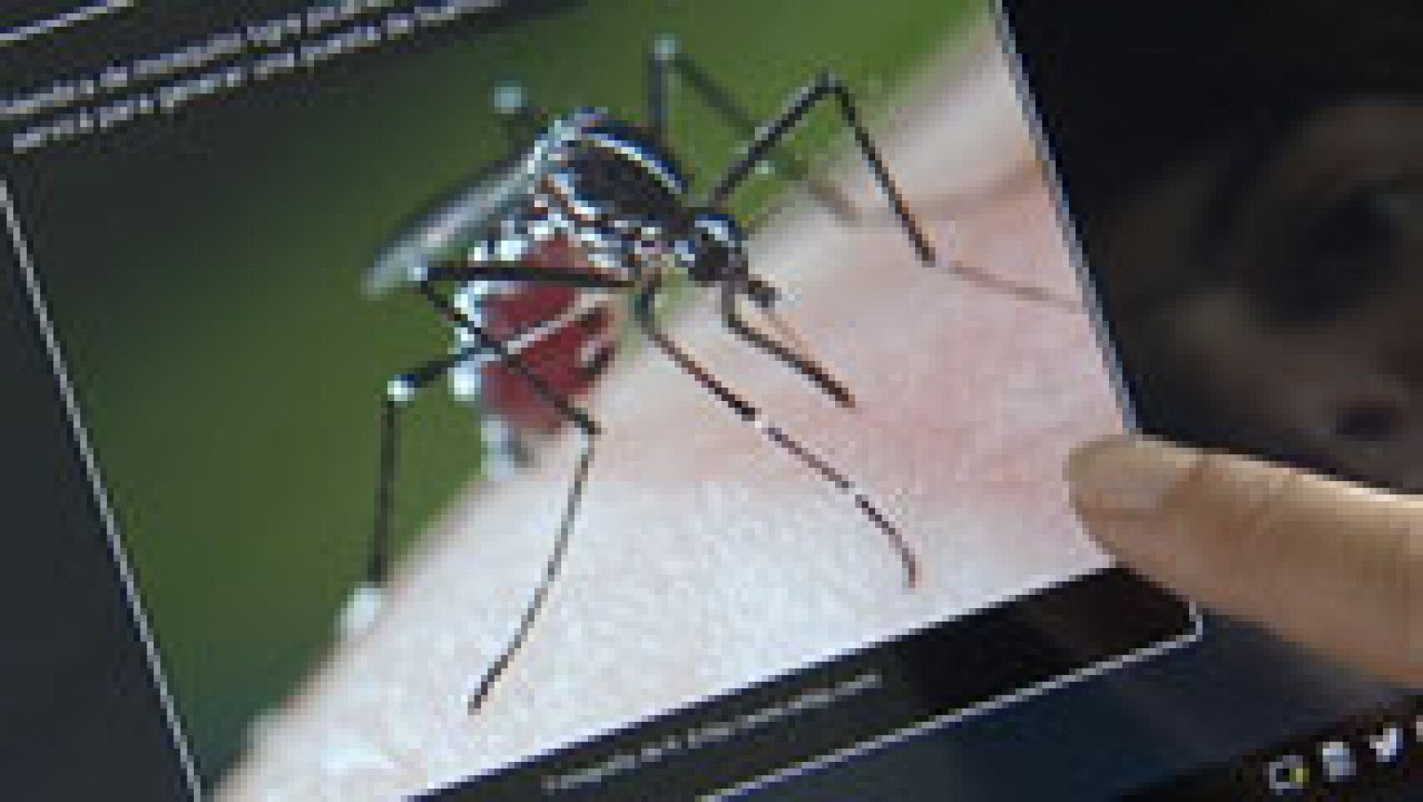 Telediario 1: Sanidad no ve alarmante la presencia del mosquito tigre | RTVE Play