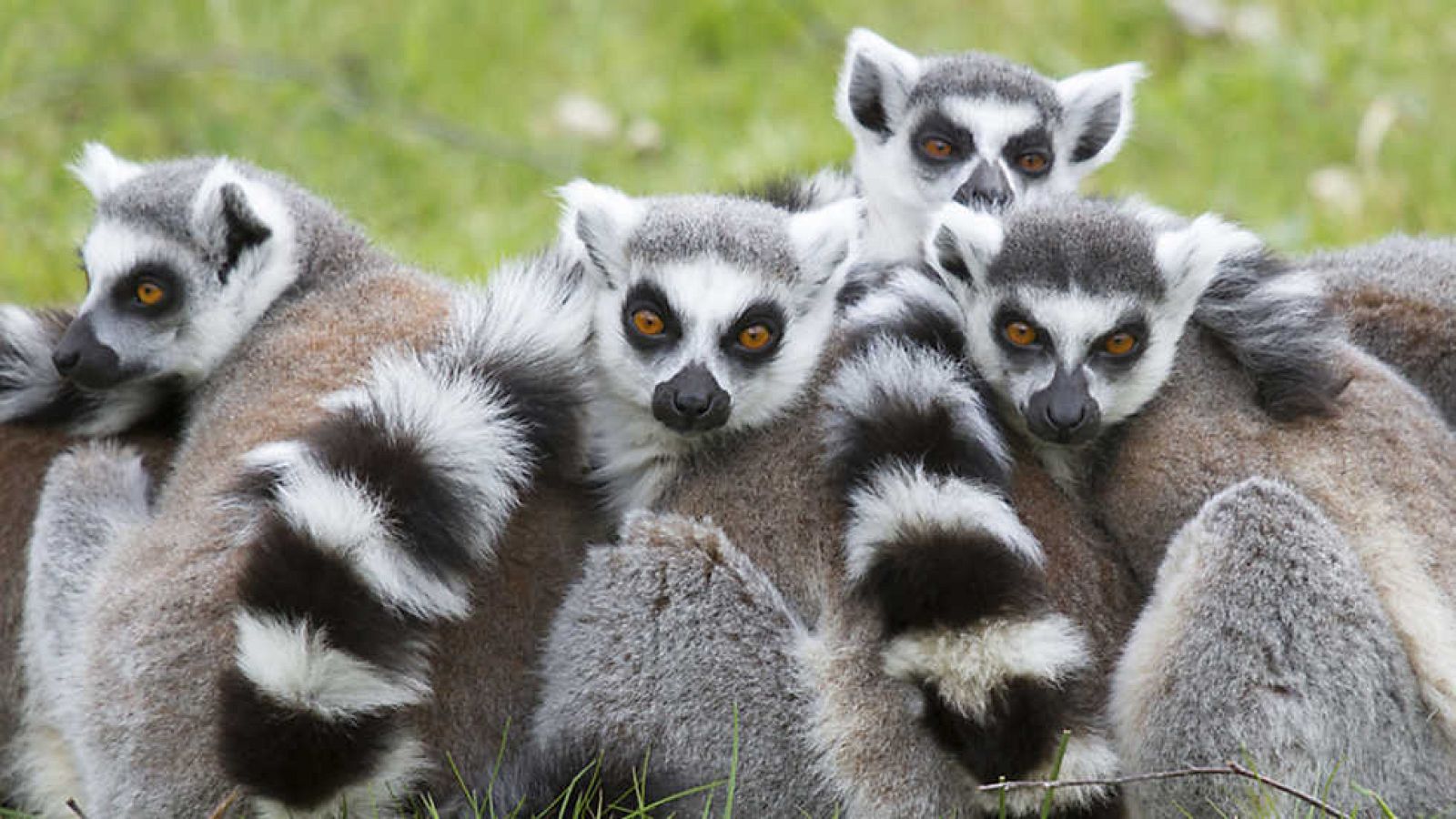 Grandes documentales - La isla de los lemures - ver ahora