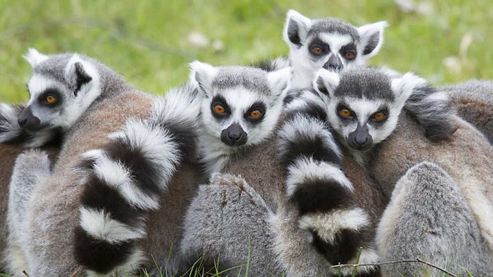 Grandes documentales - La isla de los lemures