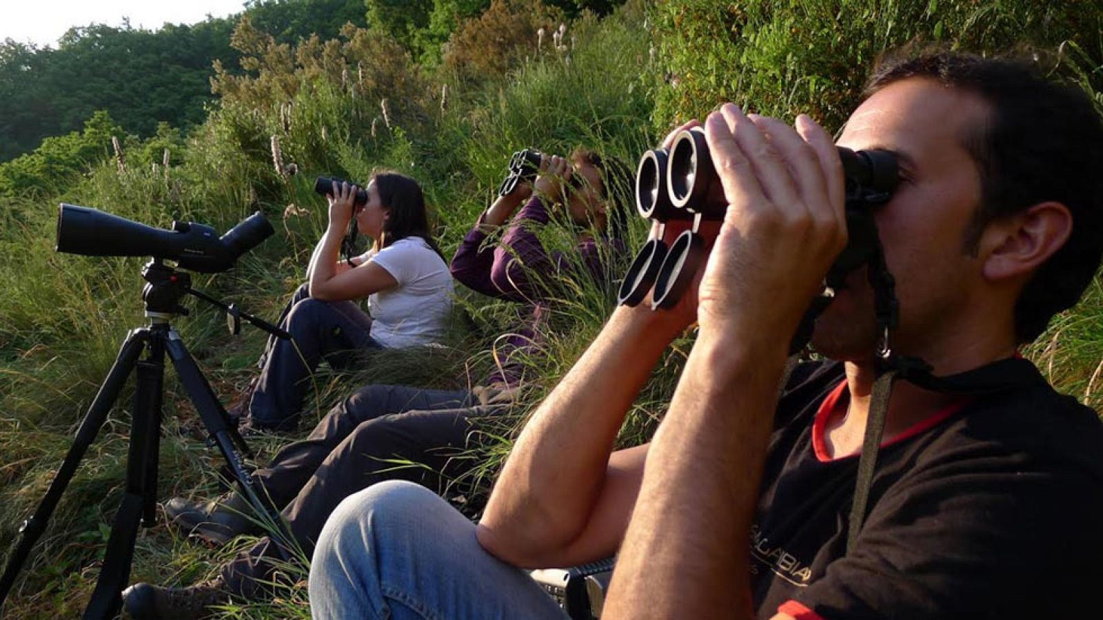 Viendo osos pardos en libertad
