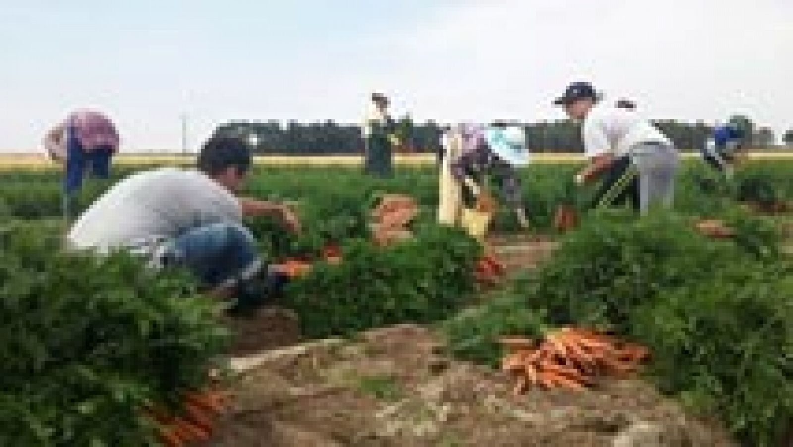 Aquí la Tierra: Recogiendo las mejores zanahorias del año | RTVE Play