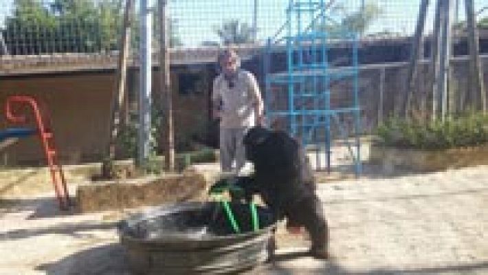 El hombre que se bañaba con chimpancés