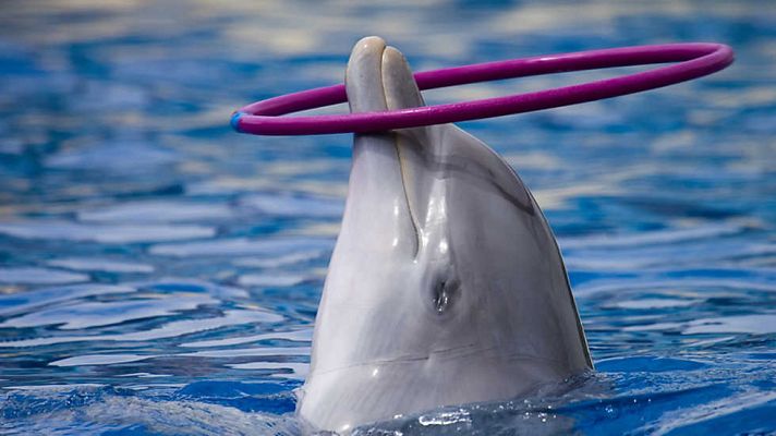 El escarabajo verde - Delfines en tierra (2)