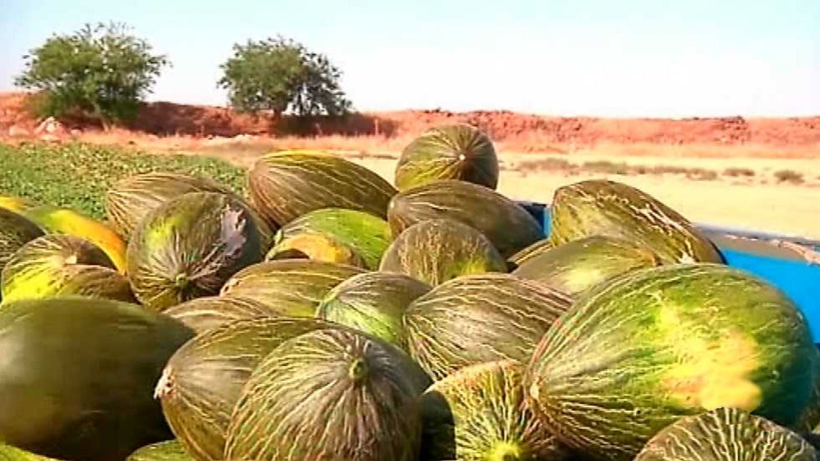 Agrosfera - 04/07/15 - ver ahora