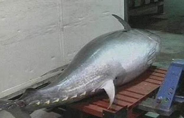Ciencia y tecnología en Rtve.es - Un atún rojo de 323 kilos