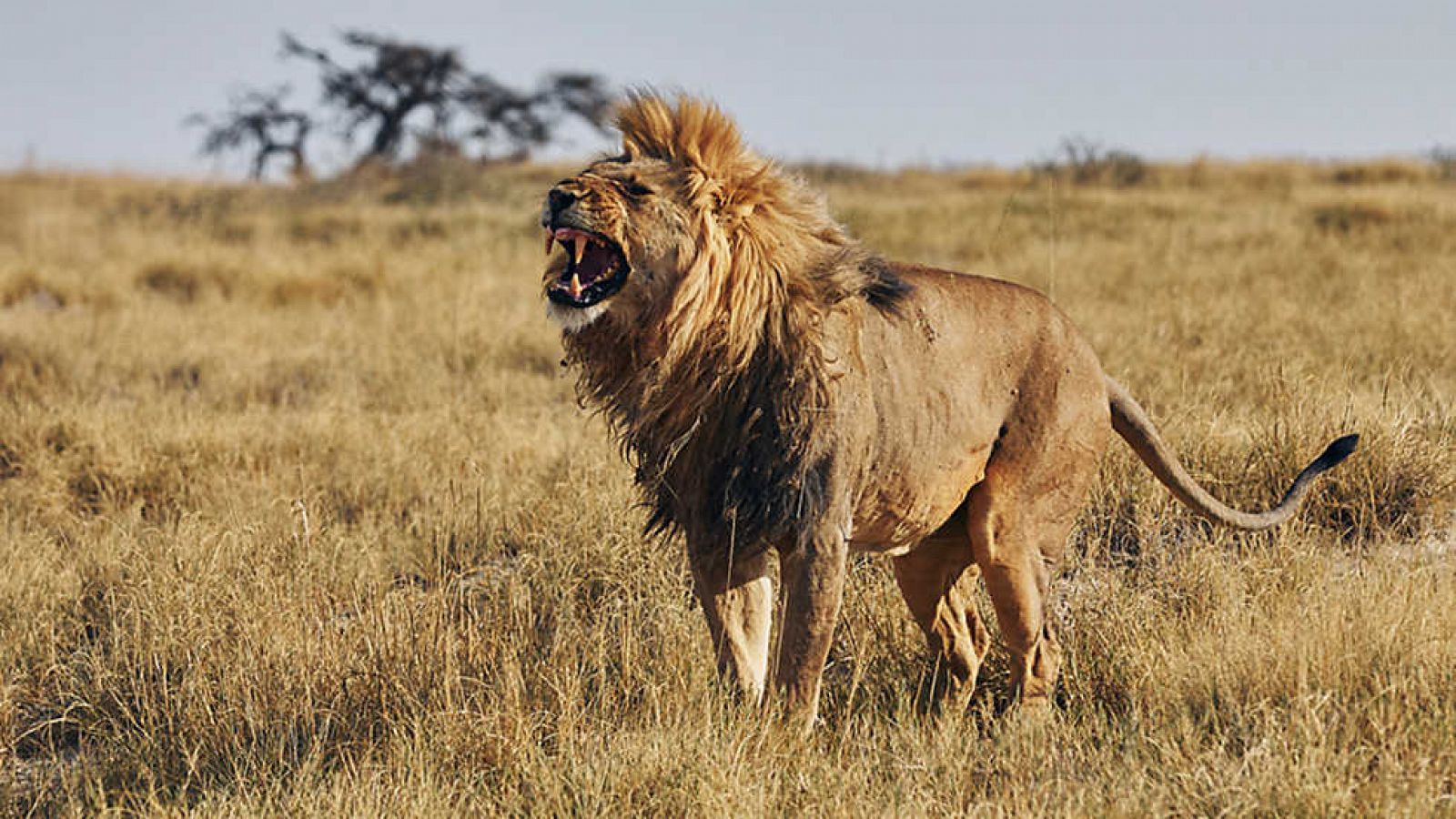 Grandes documentales - Iconos de la vida salvaje: Los depredadores de África