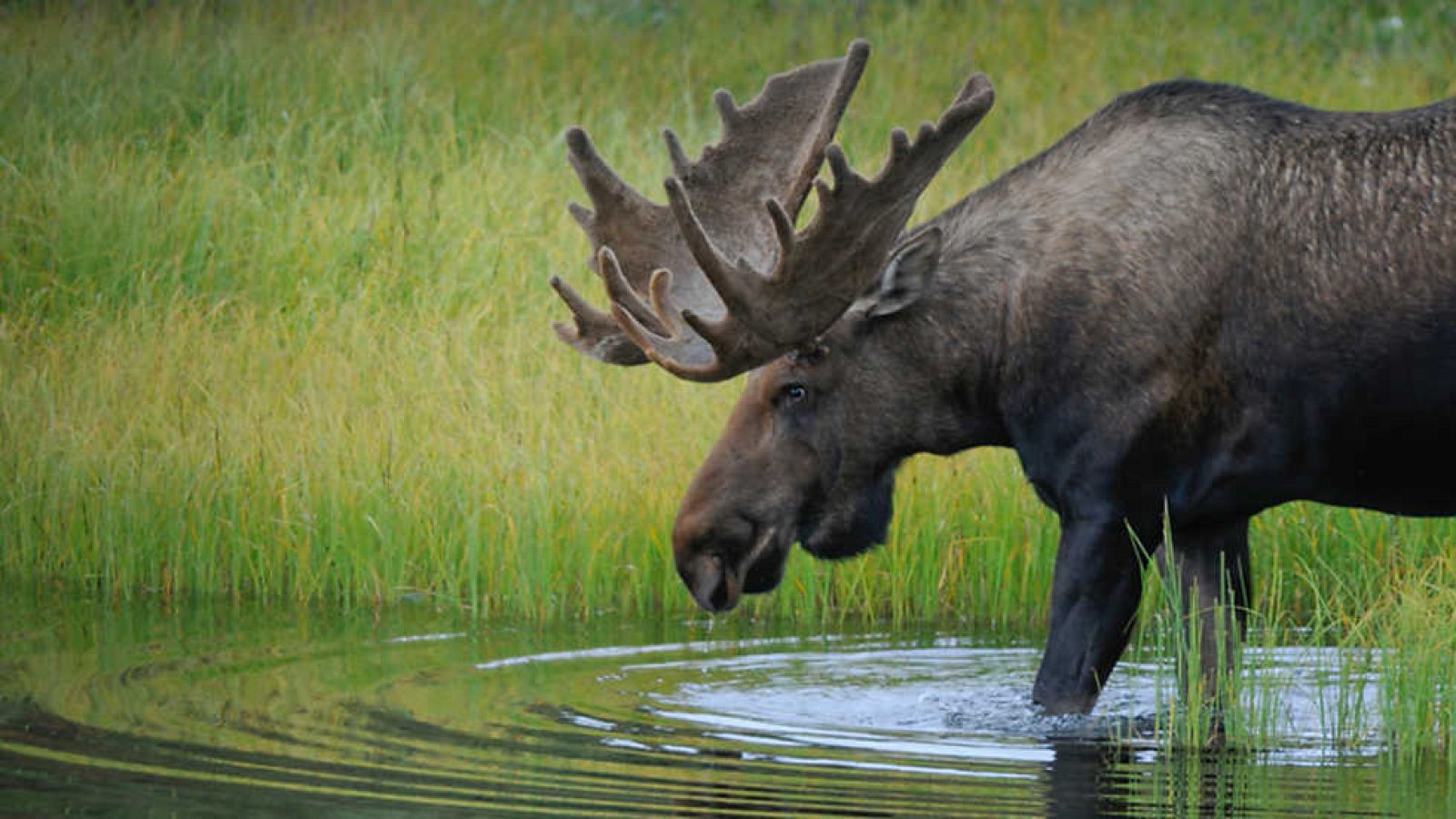 Grandes documentales - Rusia Salvaje: Valles primigenios - Ver ahora