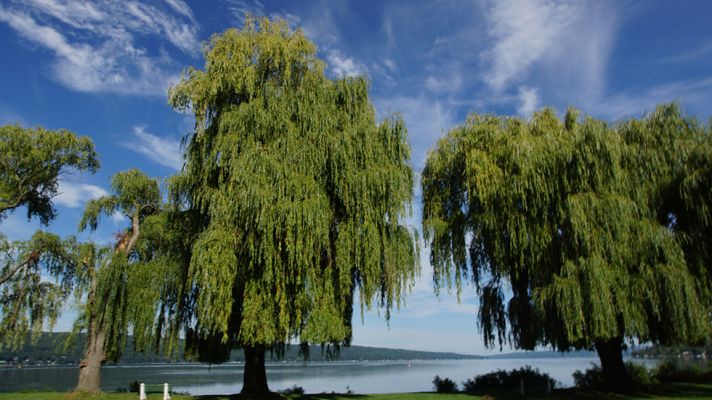 La mañana - Los secretos del sauce llorón