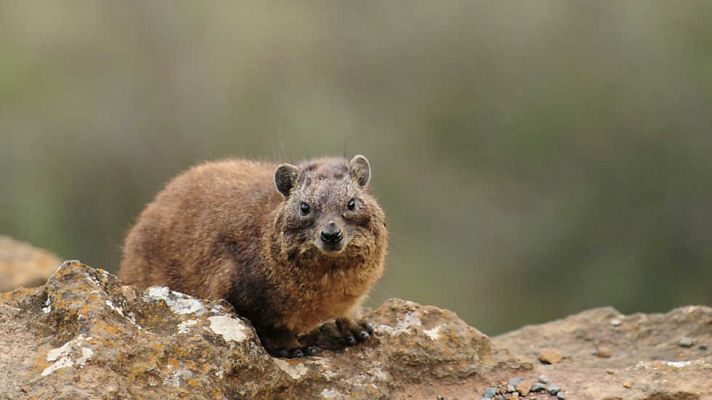 Iconos de la vida salvaje: los animales pequeños de África