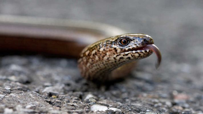 Grandes documentales - Rusia Salvaje: La gran divisoria