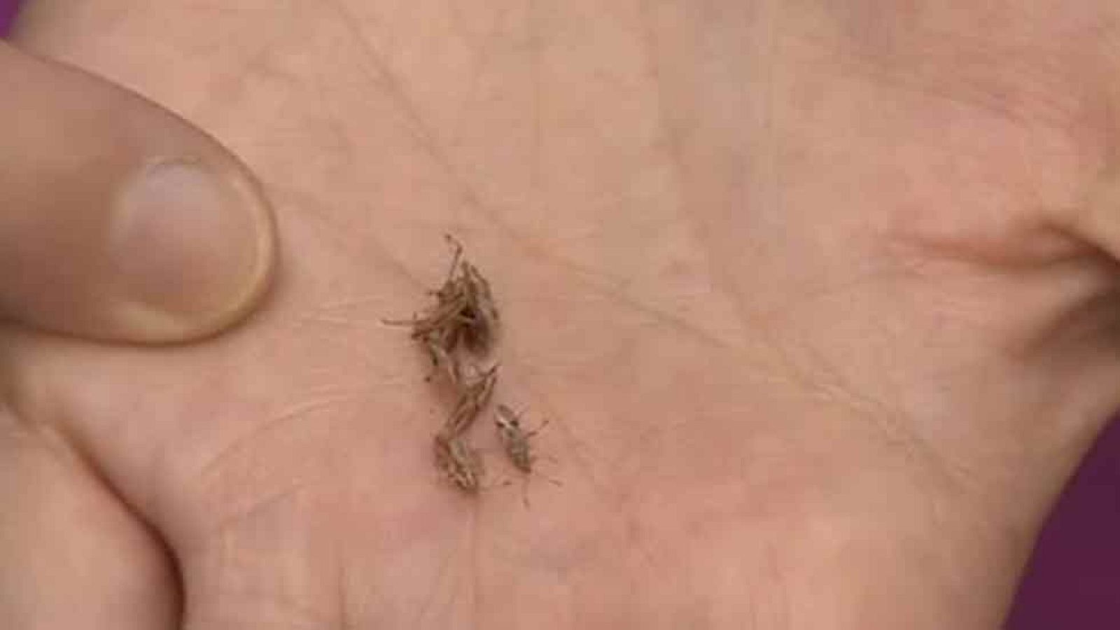 Plaga de chinches en Barcelona