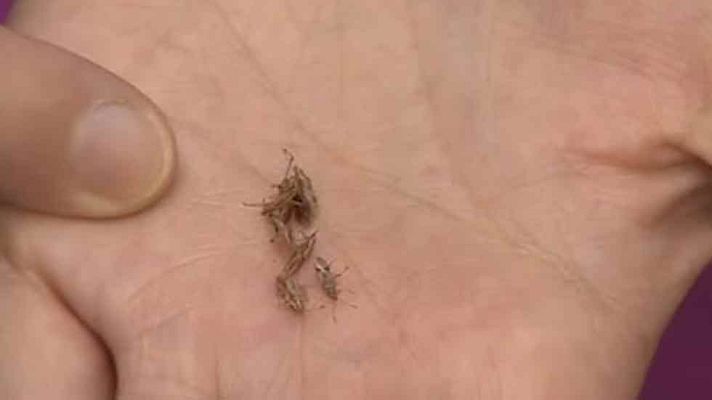 Telediario 1 - Plaga de chinches en Barcelona