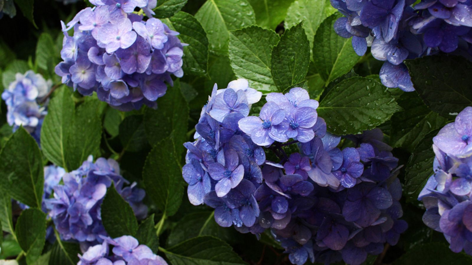 Los Consejos de Maxi - Centro floral de hortensias