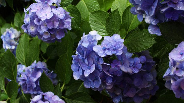La mañana - Centro floral de hortensias