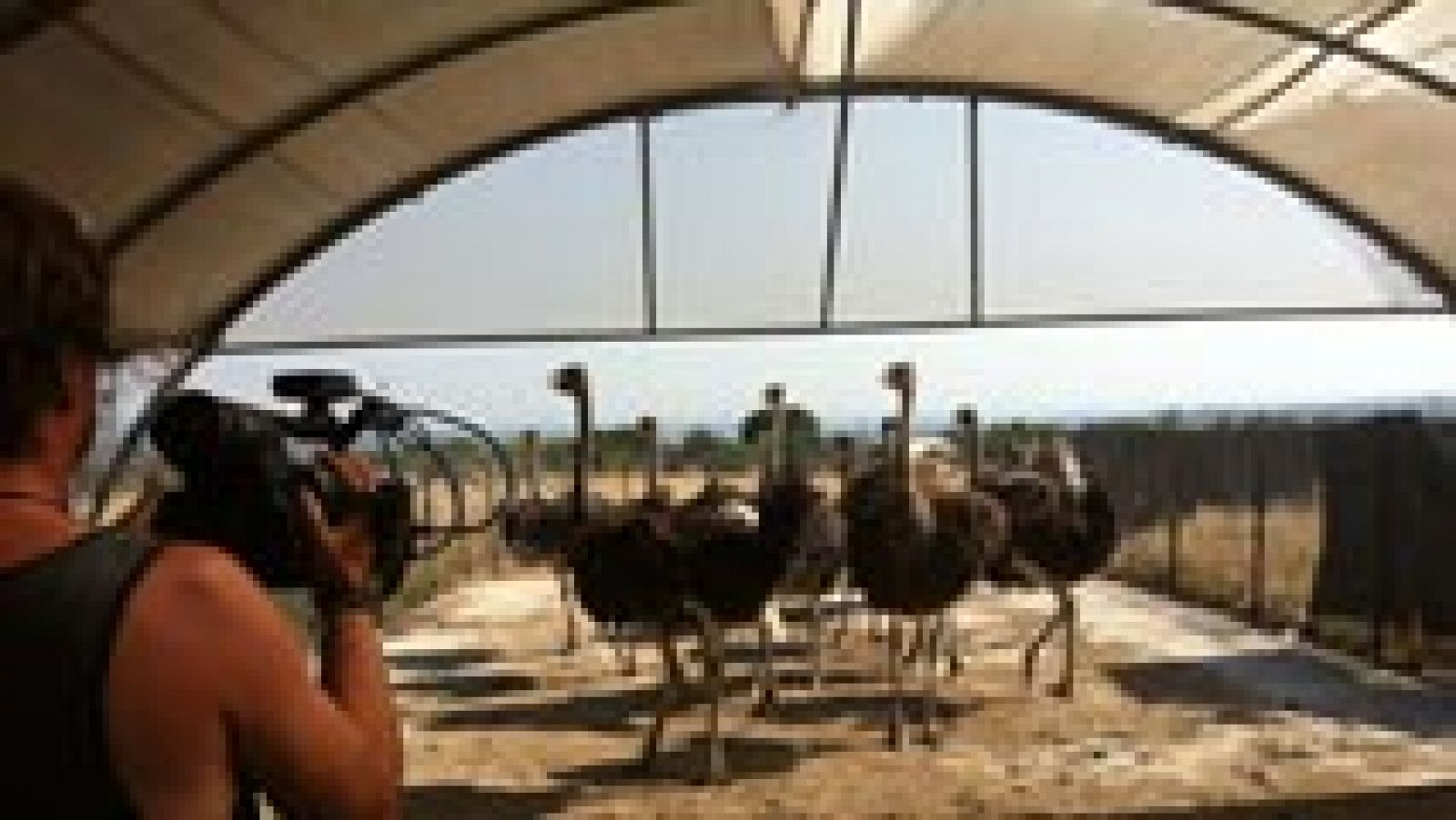 Aquí la Tierra: ¡Nos vamos a conocer una granja de avestruces! | RTVE Play