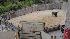 Uno de los toros del encierro se da la vuelta y vuelve a los corrales