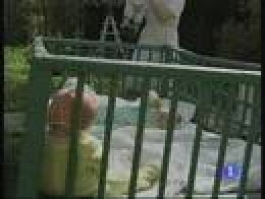  - Adopciones paralizadas