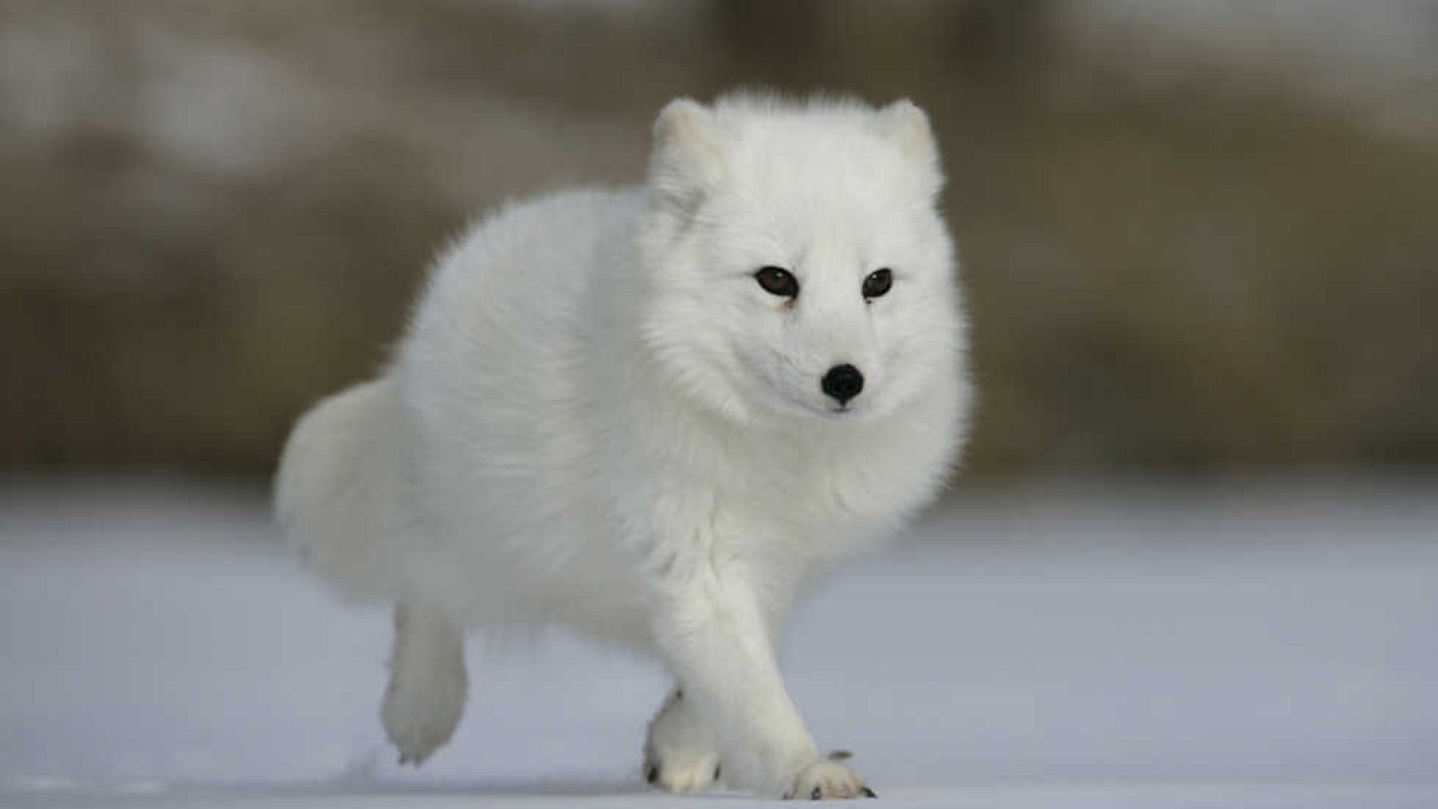 Grandes documentales - Rusia salvaje: El ártico - Ver ahora