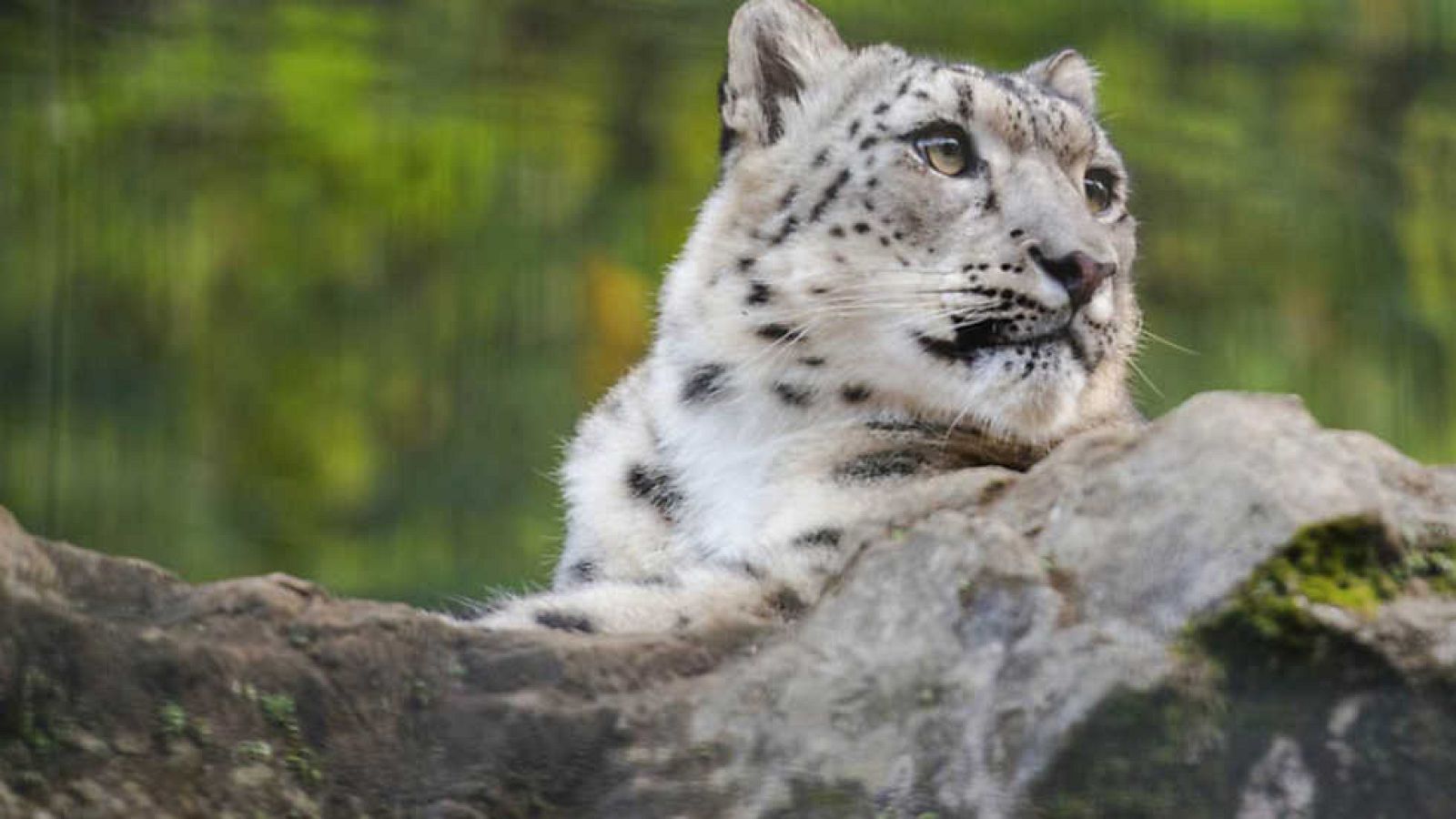 Grandes documentales - El leopardo invisible - ver ahora