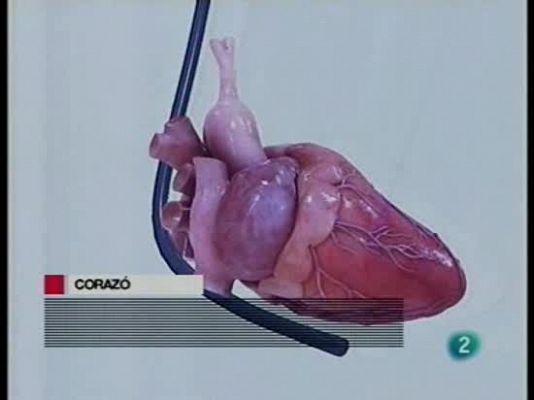 Ciencia y tecnología en Rtve.es - Un corazón virtual por ordenador