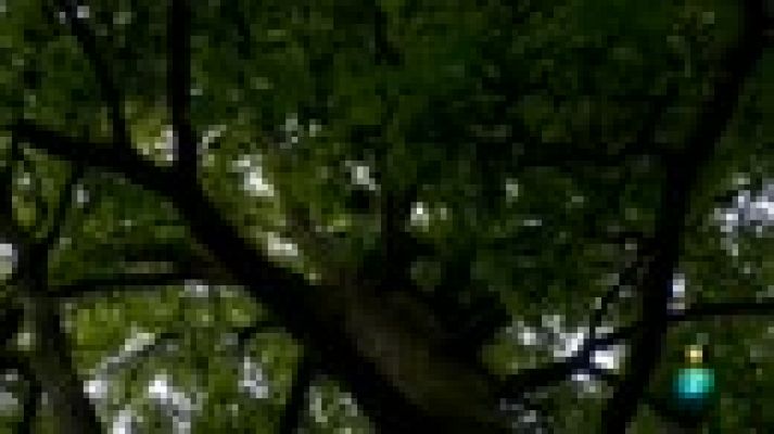 Días de cine - 'Blind'