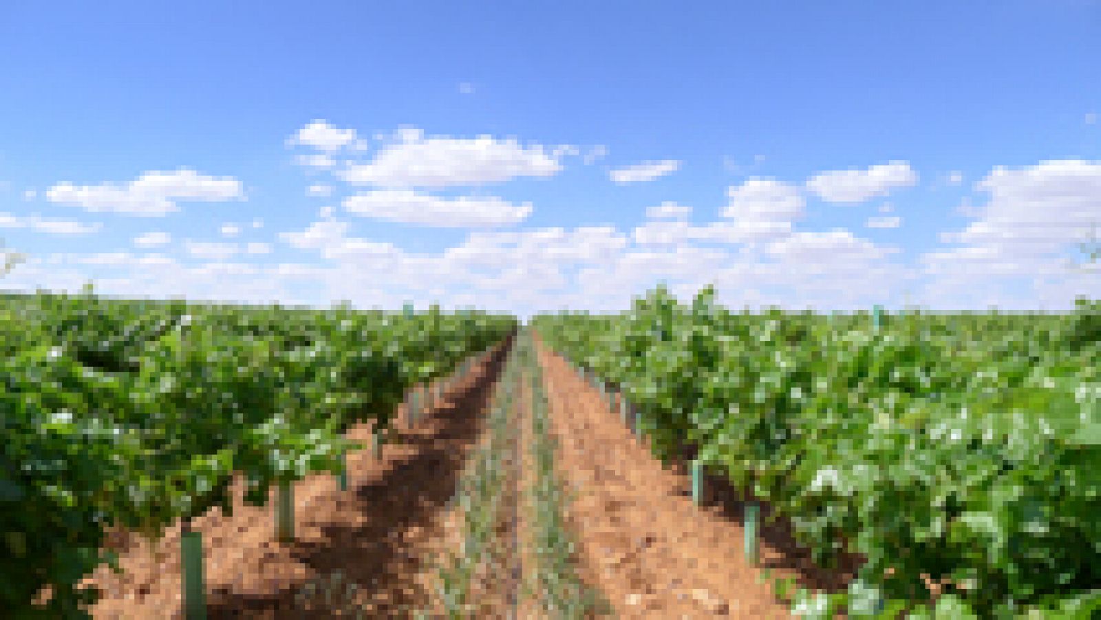 ¿Cómo se trata un viñedo ecológico?