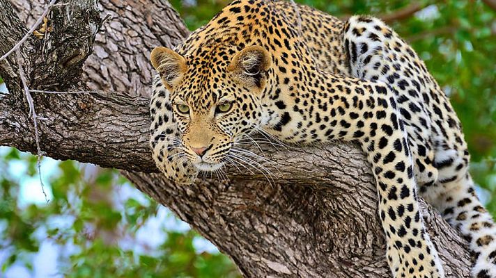 Grandes documentales - Un mundo aparte: Los reinos olvidados de África