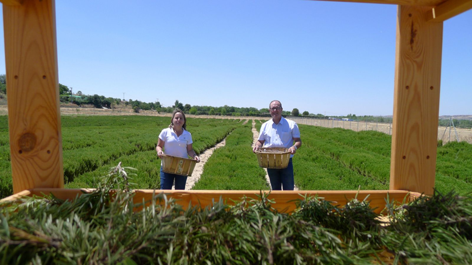 Hierbas tan aromáticas como ecológicas
