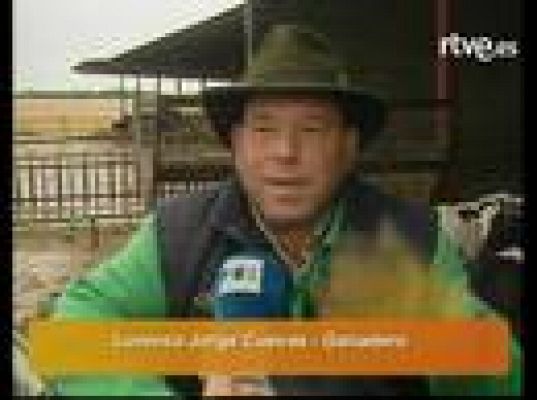  - Ternera con dos hocicos