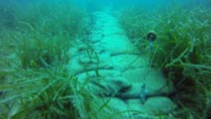 En Baleares un proyecto pionero está sembrando posidonia