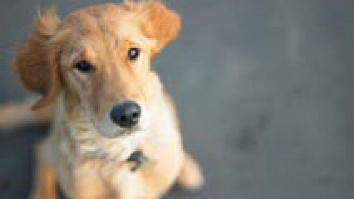 Telediario 1 - En España hay 20 millones de mascotas