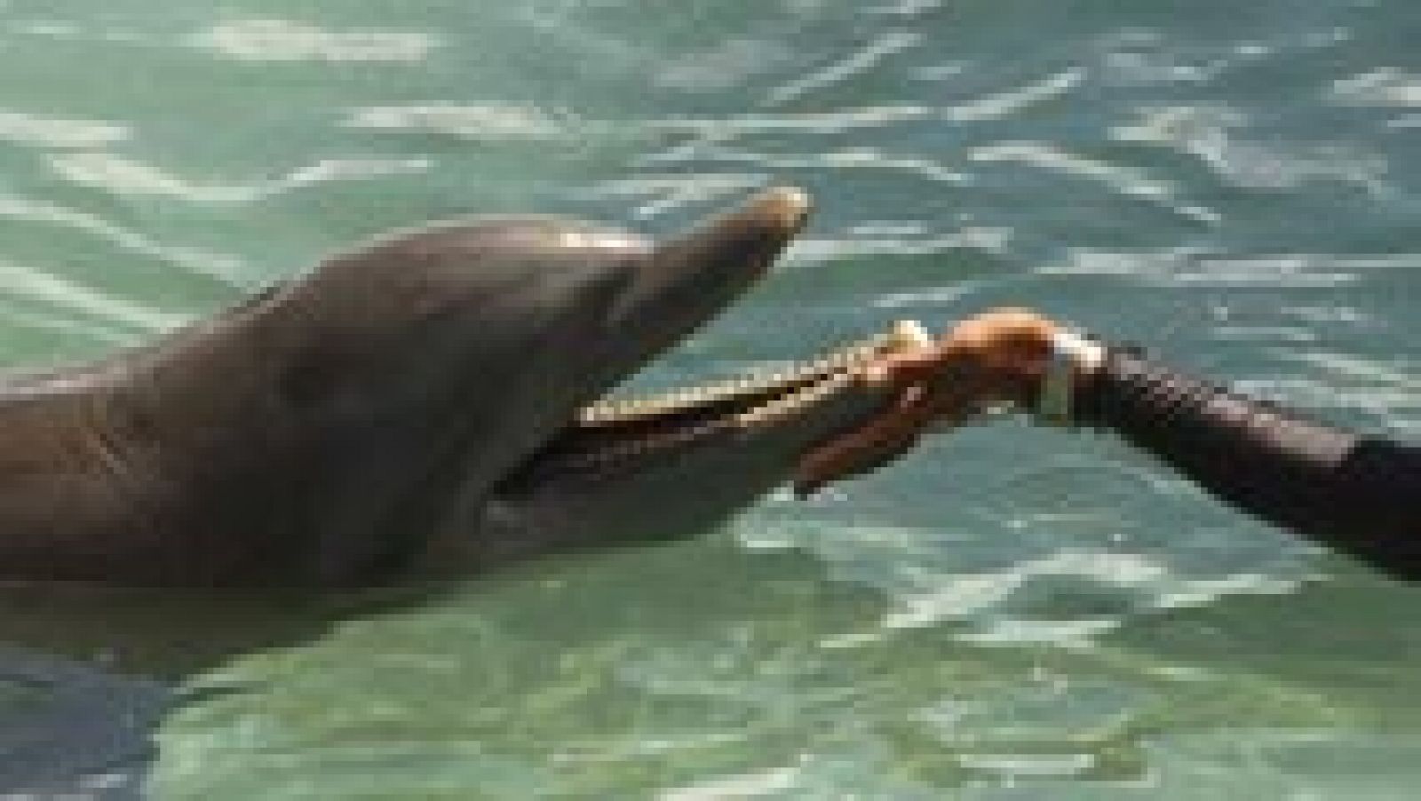 Telediario 1: Un millar de delfines y ballenas quedan encallados cada año | RTVE Play