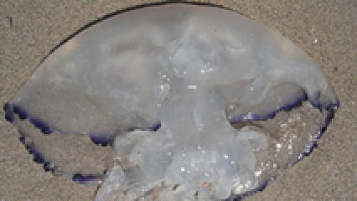 Medusas en las playas españolas