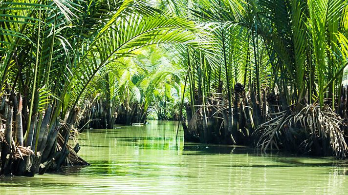 Grandes documentales - Los secretos de los manglares