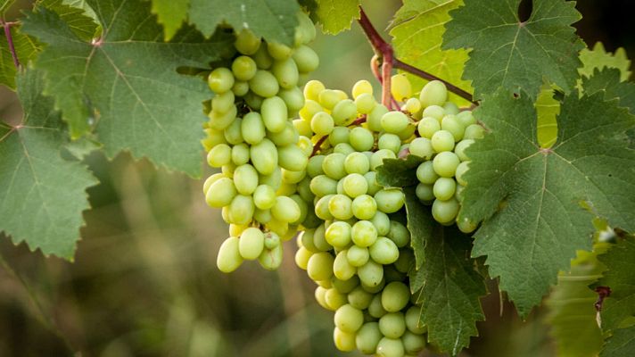 La mañana - La uva protectora de la piel