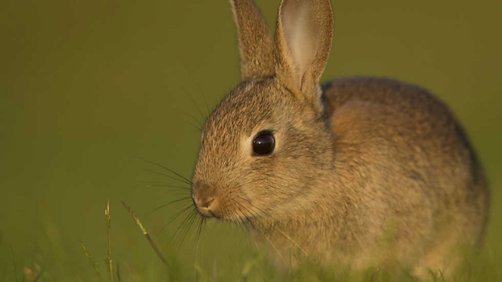 Grandes documentales - Los excavadores (2) - Ver ahora