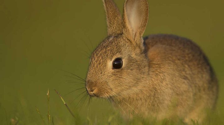 Grandes documentales - Los excavadores (2)