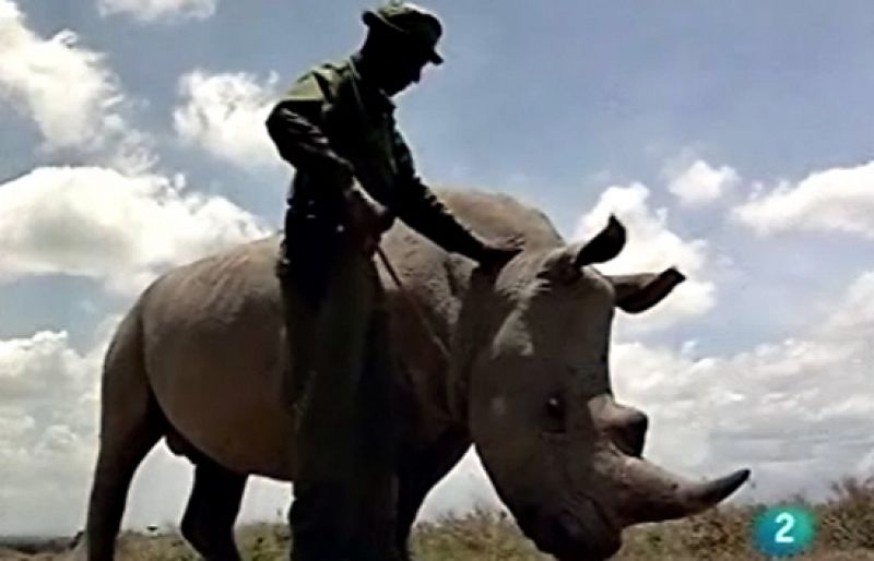 Este rinoceronte quiere mimos