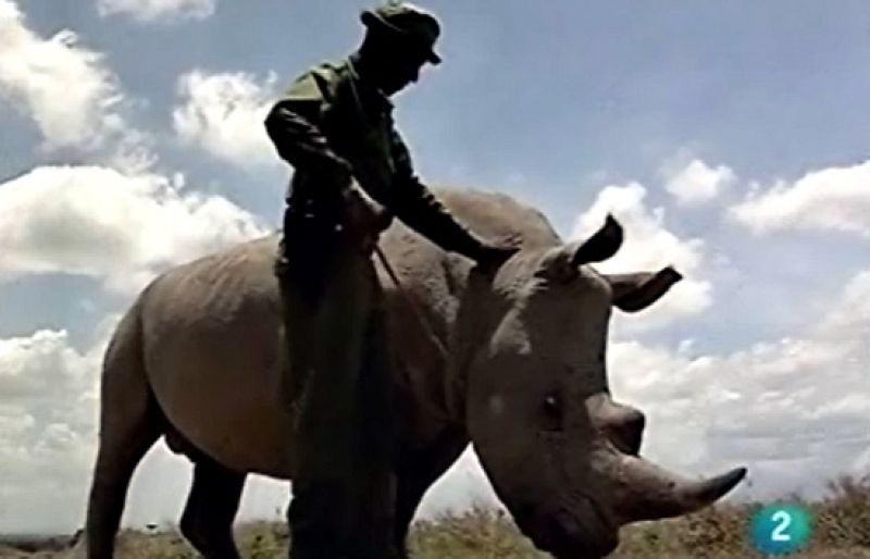 Este rinoceronte quiere mimos