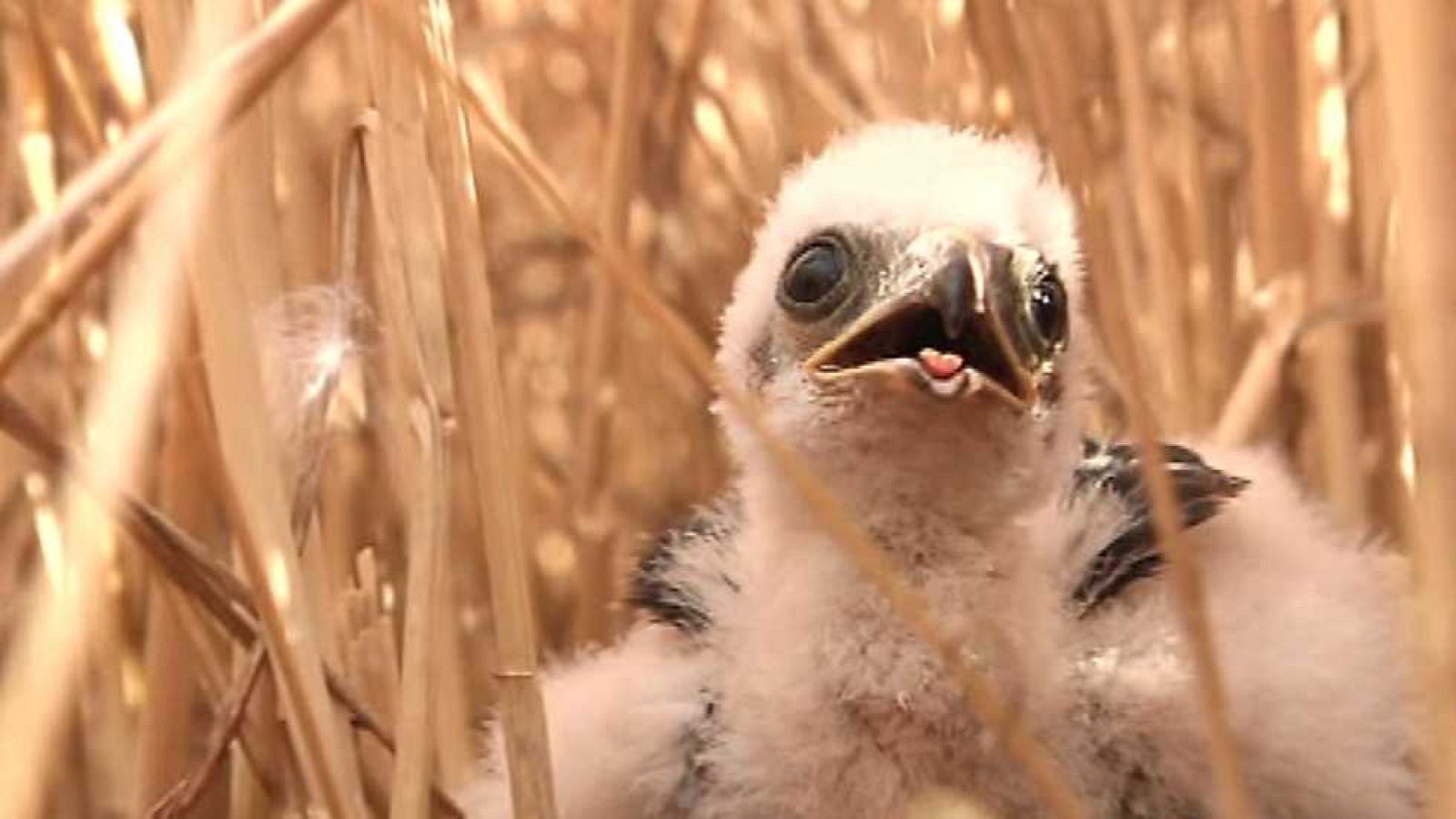 Agrosfera - 25/07/15 - Ver ahora