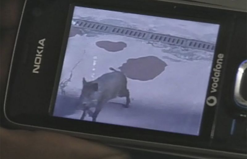 El jabalí que quería ir al colegio