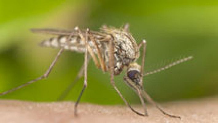 Crean una aplicación móvil para informar sobre los lugares de cría del mosquito tigre