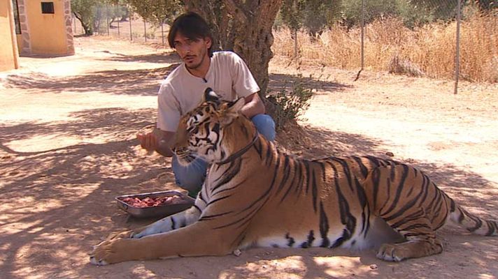 Telediario 1 - El secreto del entrenamiento de animales para cine pasa por no someterlos a tratos degradantes o a situaciones de estrés