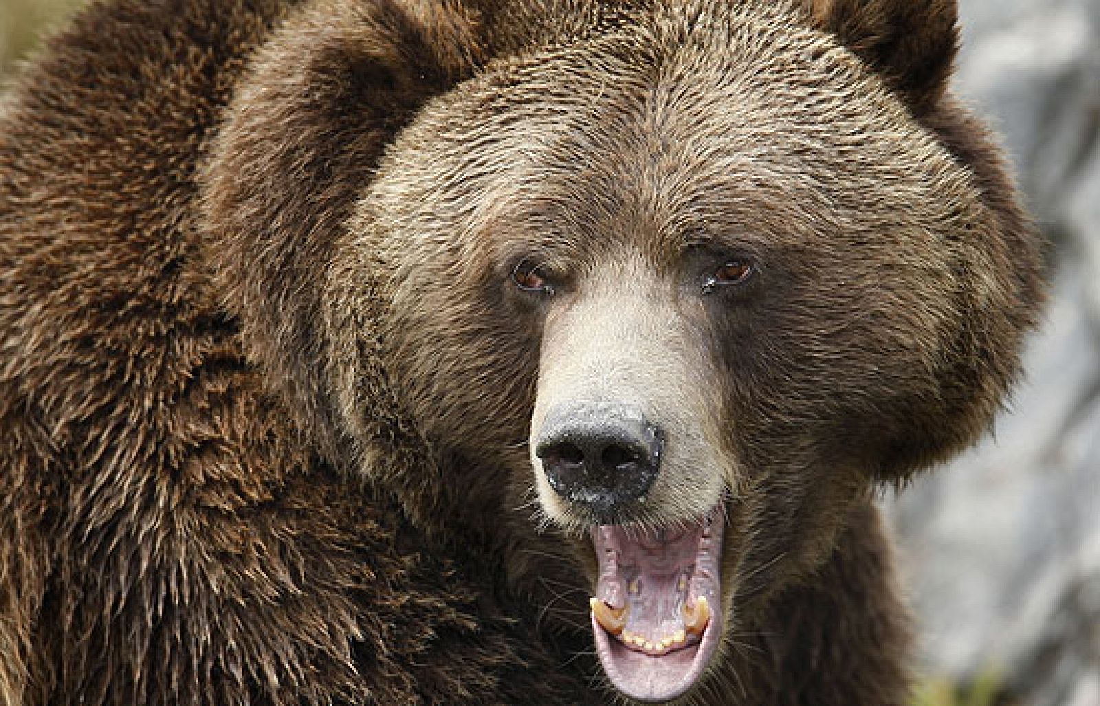 Ataque de un oso a un cazador | Ver